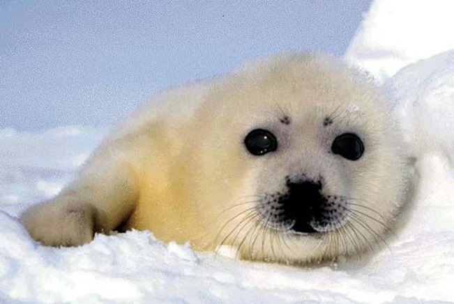 Seal